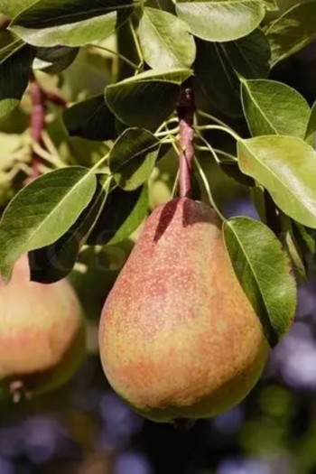 Груша ‘Легенда Карпат’|Pyrus communis ‘Legenda Karpat’|Груша ‘Легенда Карпат’